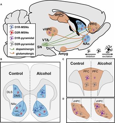 Neural Mechanisms Underlying the Rewarding and Therapeutic Effects of Ketamine as a Treatment for Alcohol Use Disorder